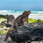 Marine iguana in Santa Cruz, the Galapagos Islands