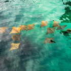 Rays in Santa Cruz, the Galapagos Islands