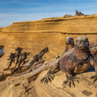 Marine iguana in the Galapagos Islands