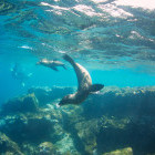 Galapagos sea lion in the Galapagos Islands