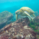 Turtle in the Galapagos Islands