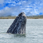 Grey whale in San Ignacio Lagoon, Mexico