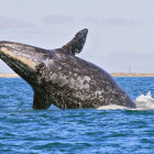 Grey whale breaching in San Ignacio Lagoon, Mexico.