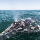 Grey whale blowing in San Ignacio Lagoon, Mexico.