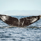 Grey whale tail in San Ignacio Lagoon, Mexico.