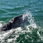 Group interacting with grey whales off San Ignacio Lagoon, Mexico.