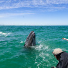 Pair interacting with grey whales off San Ignacio Lagoon, Mexico.