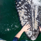 Group of people touching a grey whale in San Ignacio Lagoon, Mexico.