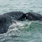 Pair of grey whales in San Ignacio Lagoon, Mexico.