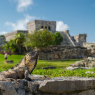 Iguana by the Archaeological Site of Mayapan in Mexico