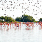 Flamingos in Rio Lagarto, Mexico