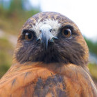 Bird in Cochahuasi Animal Sanctuary in Peru