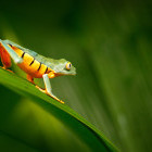 Splendid leaf frog