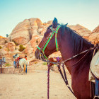 Horse in Petra, Jordan