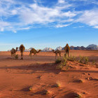 Camels in Wadi Rum Desert in Jordan