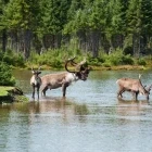 Caribou spending time in water, Canada