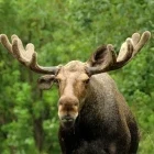 A moose in Québec, Canada