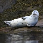 A common seal in St. Lawrence, Canada.