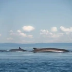 Fin whale in the St. Lawrence River, Canada