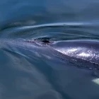 A minke whale in Tadoussac, Canada