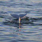 Beluga whale in Canada