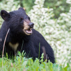 Black bear in the Rocky Mountains, Canada