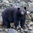 Coastal black bear in British Columbia, Canada.