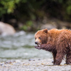 Grizzly bear cub eating fish in Canada