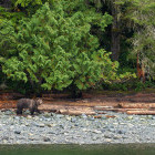 Grizzly bear in Port McNeill, British Columbia, Canada