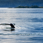Humpback whale tail off Port McNeill, British Columbia, Canada