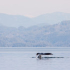 Humpback whale tail off Vancouver Island, British Columbia, Canada