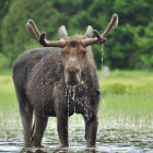 Moose in water, Canada