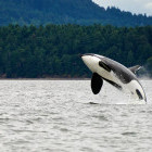 Orca off the coast of Vancouver, British Columbia, Canada