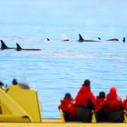 Orca pod spotted from a whale watching tour, Canada