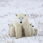 Polar bear with cubs in Canada