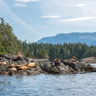 Sea lion in Port McNeill, British Columbia, Canada
