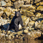 Black bear in Vancouver Island, British Columbia, Canada