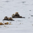 Sea otter in Vancouver Island, British Columbia, Canada