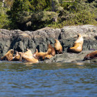 Steller's sea lion in Vancouver Island, British Columbia, Canada