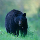 Black bear on Vancouver Island, British Columbia, Canada