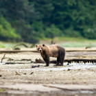 Grizzly Bear on Vancouver Island, British Columbia, Canada