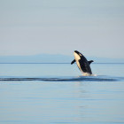 Orca off the coast of Vancouver, British Columbia, Canada