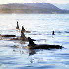 Orca pod swimming off Vancouver, British Columbia, Canada.