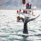 Whale watching in Iceland
