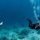 Scuba diving in Brazil