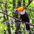Toco toucan in Brazil