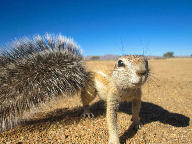 Ground squirrel in Namibia