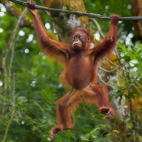 Orangutan in Borneo