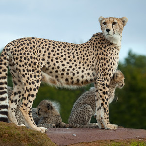 Seven Mothers of the Animal Kingdom | Blog | Families Worldwide