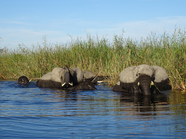 Elephants in Botswana